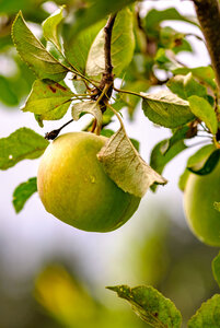 Apfelgarten im Naturdorf